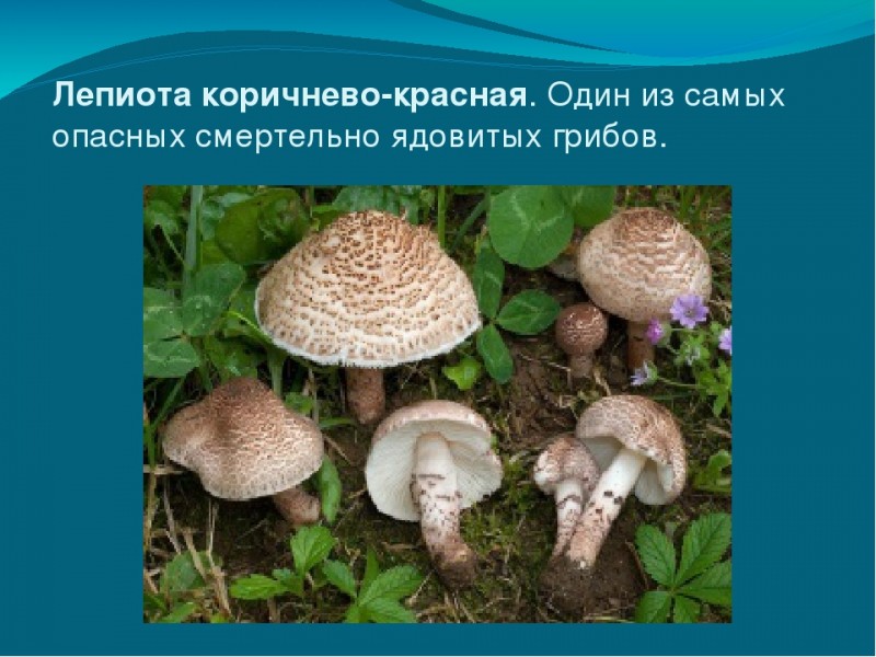 Чем опасны ядовитые грибы: описание самых ядовитых грибов и помощь при отравлении