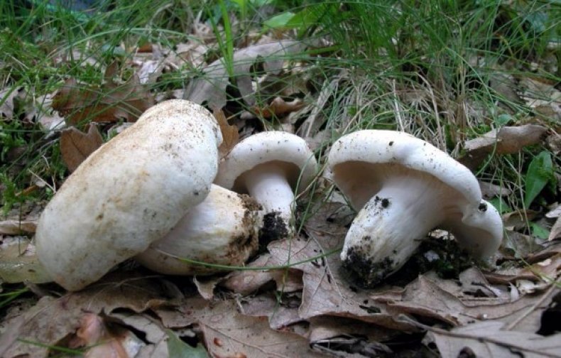 Черные и белые грузди: что делать с грибами после сбора, вымачивания и засолки