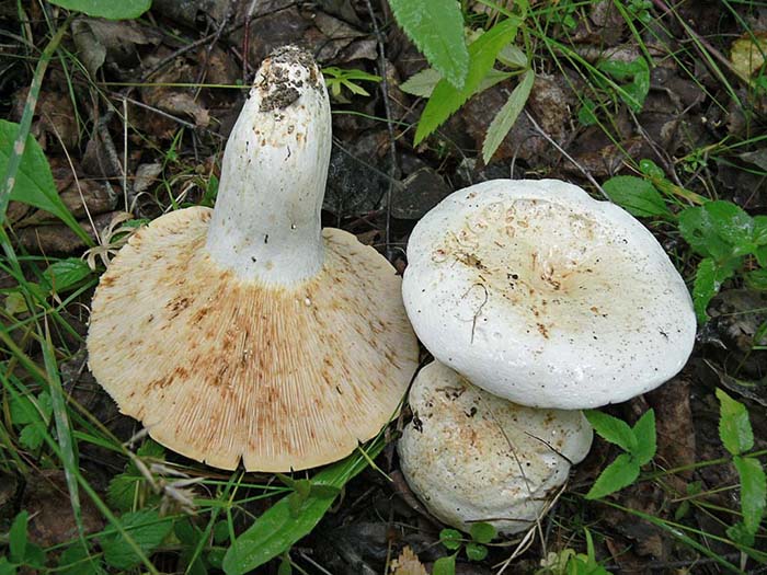 Черные и белые грузди: что делать с грибами после сбора, вымачивания и засолки