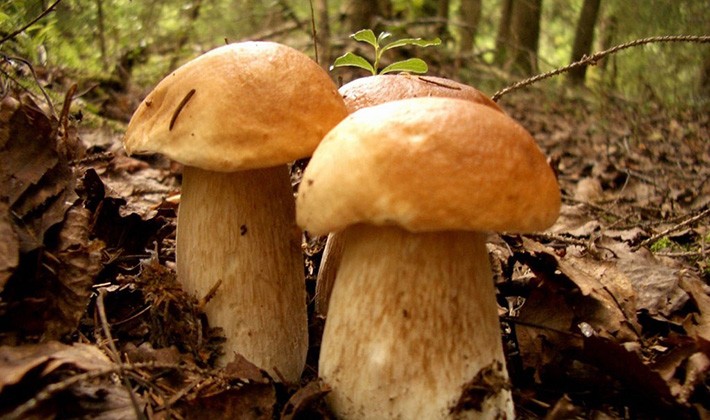 – что делать с белыми свежими грибами после сбора: на зиму и для текущего потребления