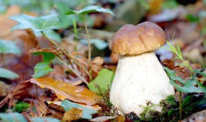 – что делать с белыми свежими грибами после сбора: на зиму и для текущего потребления
