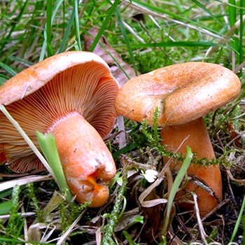 Что делать с большими рыжиками: можно ли солить крупные грибы и как это делать