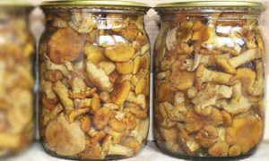 Что можно делать с грибами лисичками на зиму: рецепты приготовления домашних заготовок