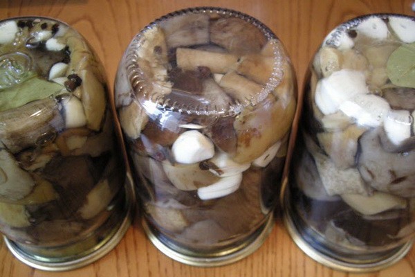 Что можно делать с грибами вешенками: рецепты на зиму и на каждый день