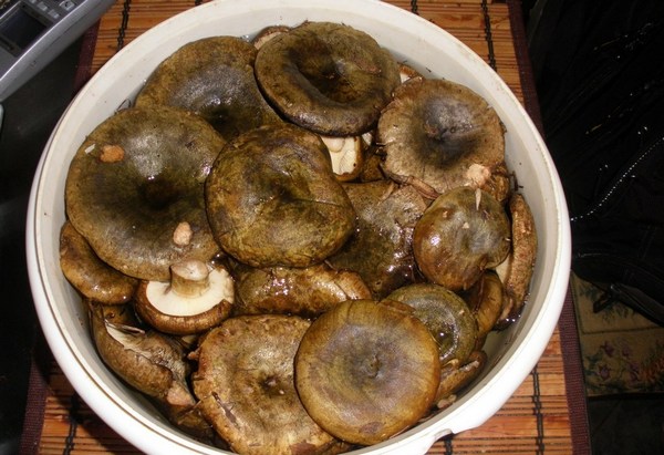 Что можно приготовить из ножек груздей: рецепты приготовления грибных блюд разными способами