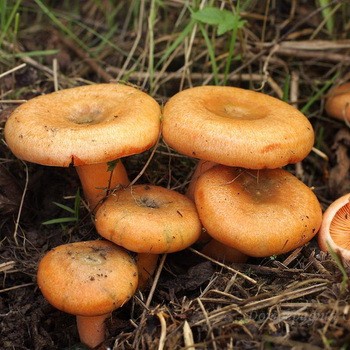 Где лучше искать грибы опята в лесу: места сбора на территории россии