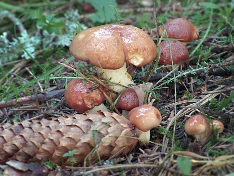 Где лучше искать грибы опята в лесу: места сбора на территории россии