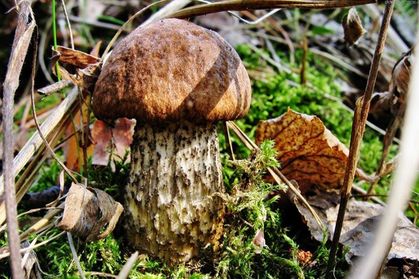Где можно собирать маслята, как растут грибы в лесу: фото и информация для грибников