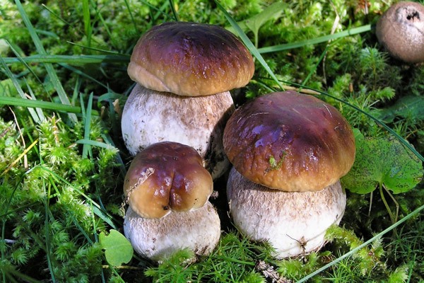 Где можно собирать маслята, как растут грибы в лесу: фото и информация для грибников