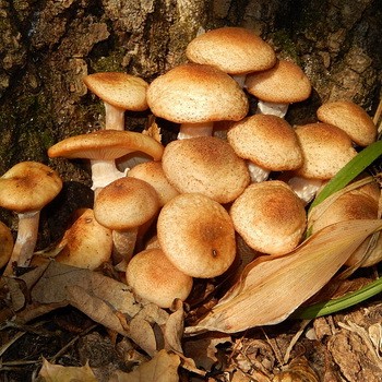 Где можно собирать опята в липецке и где растут грибы в липецкой области