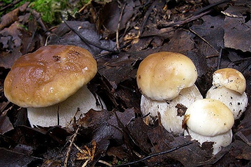 Где можно собирать опята в липецке и где растут грибы в липецкой области