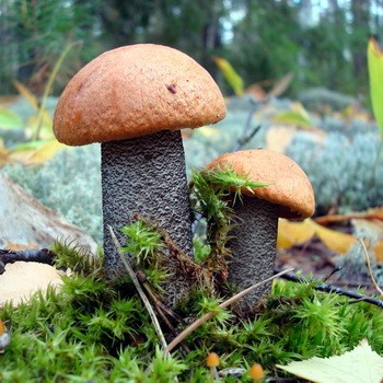 Где растет гриб подосиновик: фото и описание видов подосиновика (обыкновенного, дубового, желто-бурого)