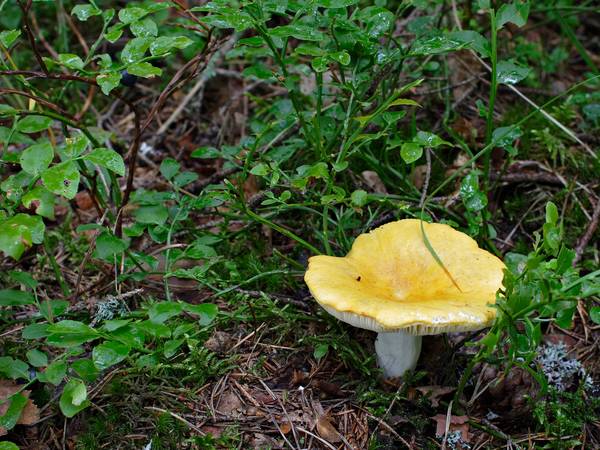 Где растут грибы сыроежки