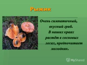 Где растут опята в саратовской области, фото и названия съедобных грибов
