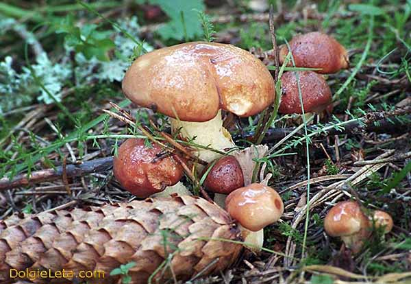Где растут опята в саратовской области, фото и названия съедобных грибов