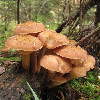 Где растут опята в тюмени: фото, где собирать грибы