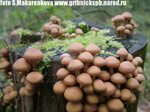 Где собирать опята в ленинградской области: фото, где растут грибы в ленинградской области