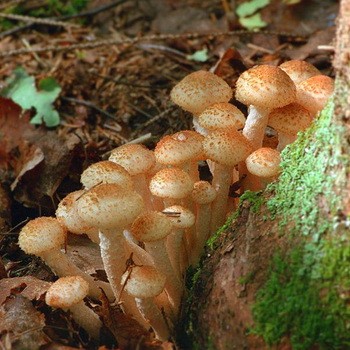 Где собирать осенние опята в воронеже и воронежской области: самые грибные места