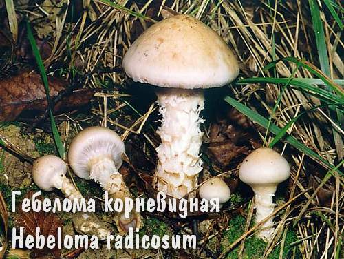 Гебелома корневидная и фото гриба