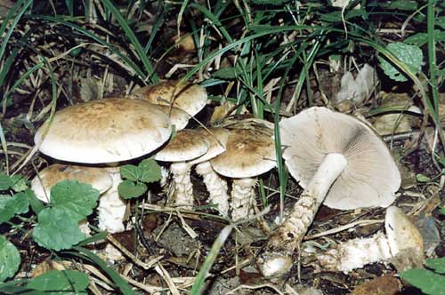 Гебелома корневидная и фото гриба