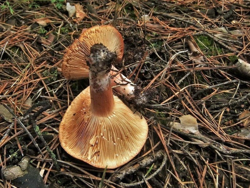 Горькушка (млечник перечный): фото и описание гриба