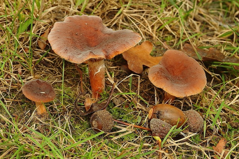 Горькушка (млечник перечный): фото и описание гриба