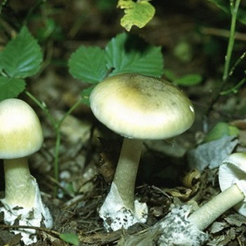 Гриб бледная поганка: как выглядит на фото, как отличить ядовитый гриб, отравление