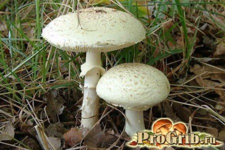 Гриб бледная поганка: как выглядит на фото, как отличить ядовитый гриб, отравление