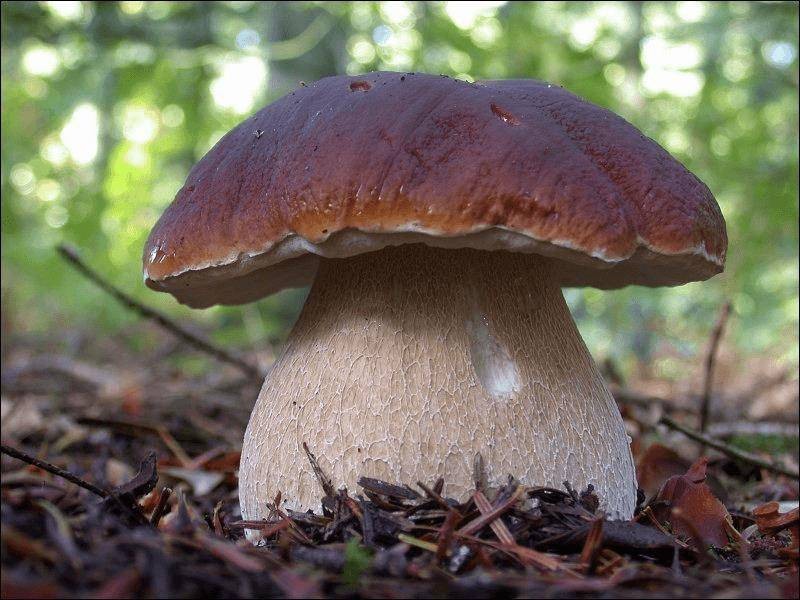 Гриб боровик: фото, описание видов боровика (белого дубового гриба, боровика бронзового и девичьего)