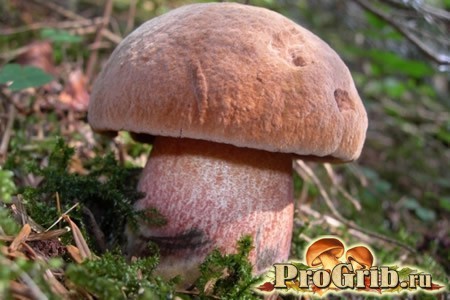 Гриб дубовик: фото и описание видов съедобных грибов дубовик обыкновенный и дубовик крапчатый