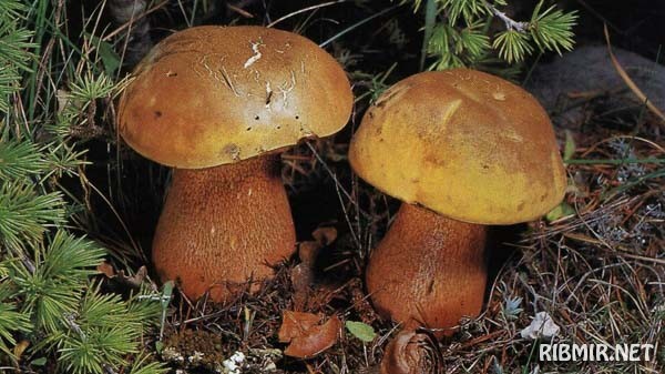 Гриб дубовик: фото и описание видов съедобных грибов дубовик обыкновенный и дубовик крапчатый