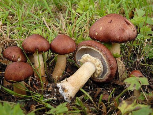 Гриб кольцевик: фото, описание и выращивание гриба кольцевика на грядке