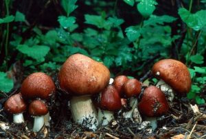 Гриб кольцевик: фото, описание и выращивание гриба кольцевика на грядке