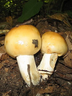 Гриб валуй: фото и описание, когда собирать грибы валуи