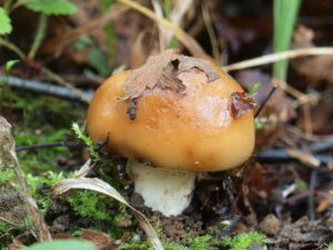 Гриб валуй: фото и описание, когда собирать грибы валуи