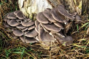 Гриб вешенка обыкновенная в лесу: фото и описание, где растут грибы вешенки