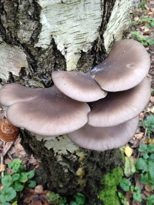 Гриб вешенка обыкновенная в лесу: фото и описание, где растут грибы вешенки