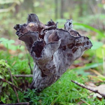 Гриб вороночник рожковидный (кратереллус воронковидный, серый): фото и описание