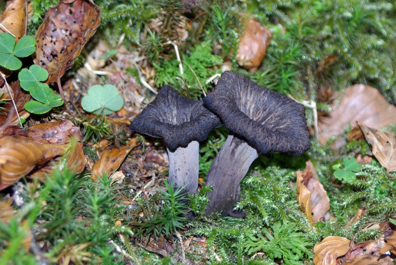 Гриб вороночник рожковидный (кратереллус воронковидный, серый): фото и описание