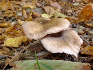 Грибы опята на кубани: фото, как выглядят грибы