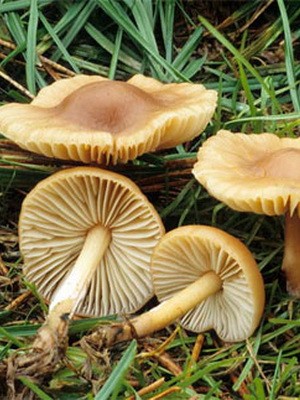 Грибы опята на кубани: фото, как выглядят грибы