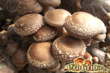 Грибы шиитаке: фото, описание и применение гриба