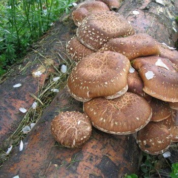 Грибы шиитаке: фото, описание и применение гриба