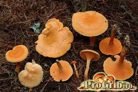Ядовиты ложные лисички или нет: фото грибов, похожих на лисички и основные отличия