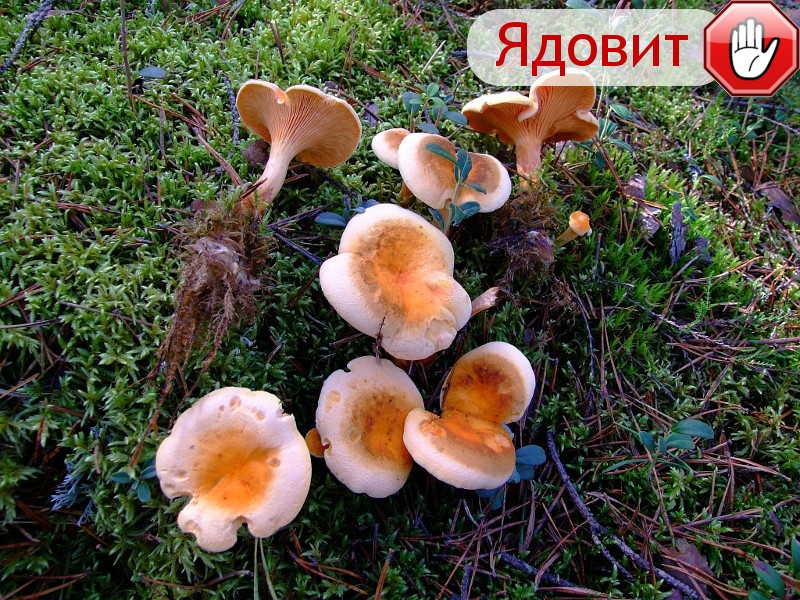 Ядовиты ложные лисички или нет: фото грибов, похожих на лисички и основные отличия