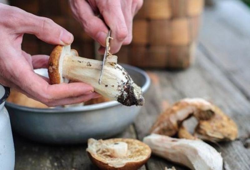 Как чистить грибы вешенки: фото, видео и советы по очистке грибов