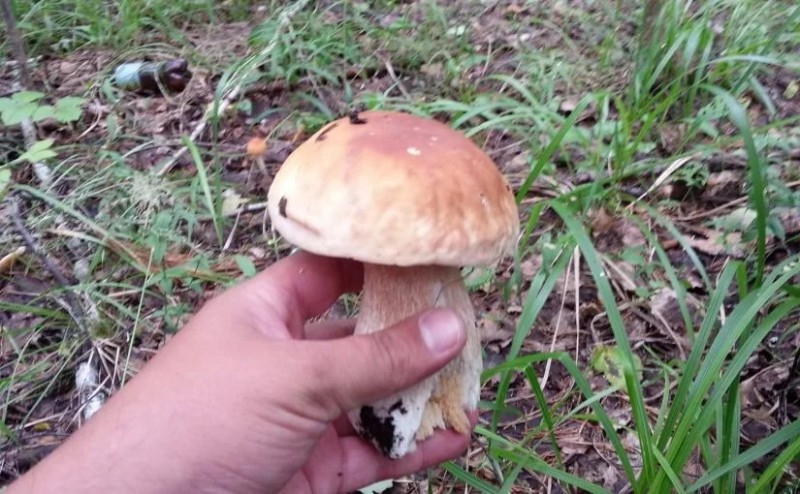 Как чистить грибы вешенки: фото, видео и советы по очистке грибов