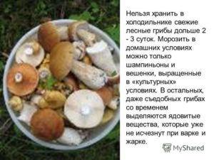 Как хранить белые свежие грибы в холодильнике: можно ли это делать, в течение какого срока