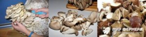 Как хранить грибы вешенки в холодильнике и морозилке на зиму: условия хранения вешенок