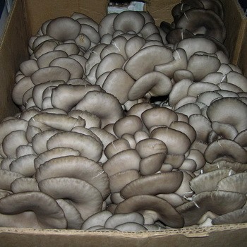 Как хранить грибы вешенки в холодильнике и морозилке на зиму: условия хранения вешенок